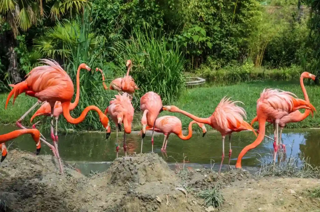 Flamingo Gardens is the tenth activity on our list of things to do in Miami with kids.